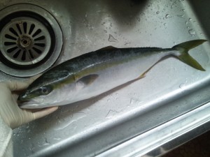 ハンサム魚