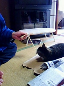 ぴちもはしゃぐ