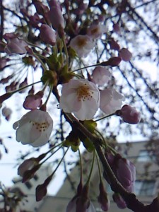 雪溶けて　桜色の雫
