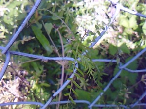 すずめのえんどう