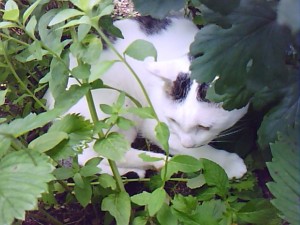 和薄荷藪に潜む