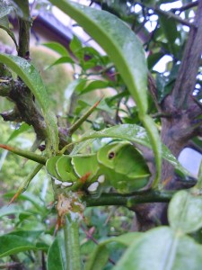 この子も臭角出さないこさんでした