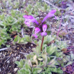 ほとけさまのおすわりになられるところですか？