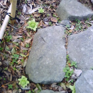 冬を越えて春になる