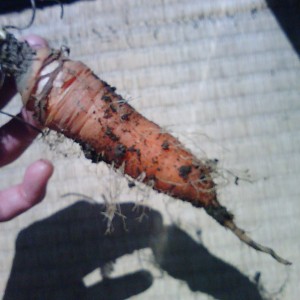 ちみっと　トウが立った感じだけど　ちゃんと人参