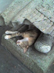 ワットポーの眠り猫